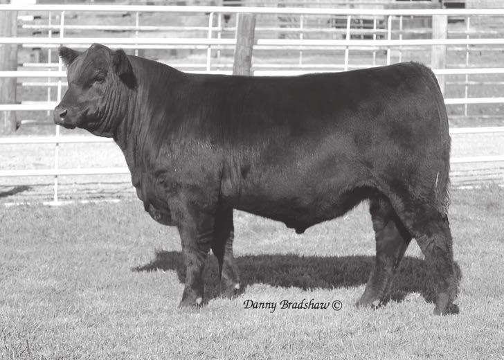 Erica of Ellston G366 Pathfinder Hoover Donor Candid photo at 8 years of age Dam of Lots 2-4 Grandam of Lots 1, 5, 6 Erica of Ellston L5 Owned by Baldridge Bros.