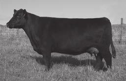 Blkcp Empress Ellston C344 Pathfinder Hoover Donor Pictured at 8 years of age Grandam of Lot 143, Relative to Lots 141-145 143 Connealy Impression # CONNEALY IMPACT Elza of Conanga 8265 # Connealy