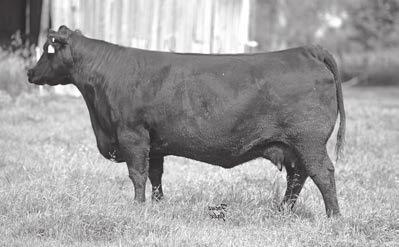 Lady Ida of Ellston G180 Owned by Gary Wall and Carter Angus $9000 Relative to Lots 154-157 Hoover Inspiration Owned with Alta Genetics $56,000 Full Brother to the Dam of Lot 155, Maternal Brother to