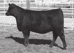 Lady Ida of Ellston P63 Maternal Sister to Lots 156 & 157 Hoover seye N32 Owned by Jeff Anderson $12,500 Maternal Brother to Lots 156 & 157 Lady Ida of Ellston C164 Pathfinder Hoover Donor Dam of