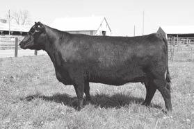 Blkcp Empress Ellston C344 Pathfinder Hoover Donor Pictured at 8 years of age Grandam of Lot 158 158 Fall Bred MOGCK BULLSEYE Connealy Counselor BLACKCAP EMPRESS ELLSTON L4 Blkcp Empress Ellston C344