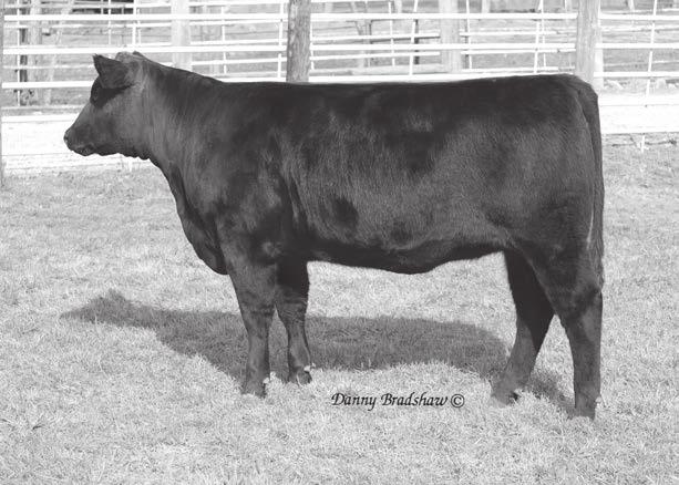 Bakers Choice Owned with Loren Parkhurst Sire of Lots 165 & 166 164 Fall Bred BLKCP EMPRESS ELLSTON R413 Lot 164 HOOVER DAM # Erica of Ellston C124 # Basin Excitement # BLKCP EMPRESS ELLSTON N413