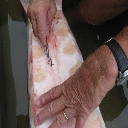 Summary of Approach Vemco V16 5H coded acoustic transmitters were surgically inserted into the abdominal cavity of adult Gulf sturgeon 40 Gulf sturgeon from the Choctawhatchee River were tagged in