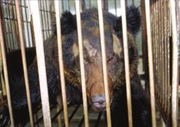 being chained and forced to fight against numerous mauling dogs. Bears are hunted for sport and illegally killed for their parts and the products made from them.