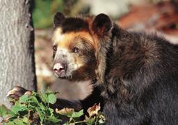 In 1997, Parties to CITES unanimously adopted a Resolution on the Conservation of and Trade in Bears.