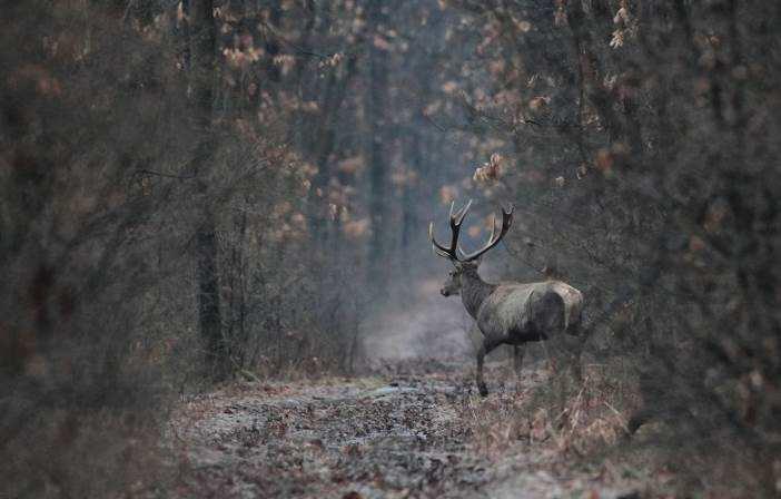 Prices 2018 Red Deer hunt Hunting Season: Red stag: September 01 st to December 1 st