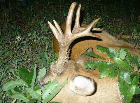 Prices 2018 Roe deer hunt Hunting Season: Roe deer: May 1 st to October