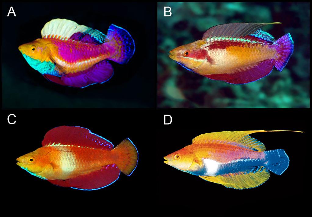 FIGURE 10. Males of selected Cirrhilabrus species in nuptial display: A) C. cyanogularis from Derawan, Indonesia (photo by H. Chan); B) C. tonozukai from East Timor (photo by G. Allen); C) C.