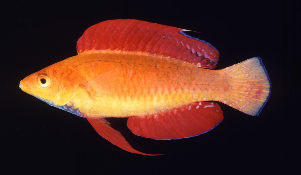 FIGURE 6. Cirrhilabrus cyanogularis, aquarium specimen from Sulawesi, Indonesia. Specimen not retained. Photo by K. Endoh. FIGURE 7. Cirrhilabrus rubripinnis, male holotype, 59.