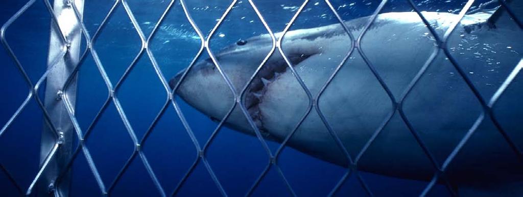 Shark fishing boats 17 Great white shark Many kinds of sharks are now in danger of being
