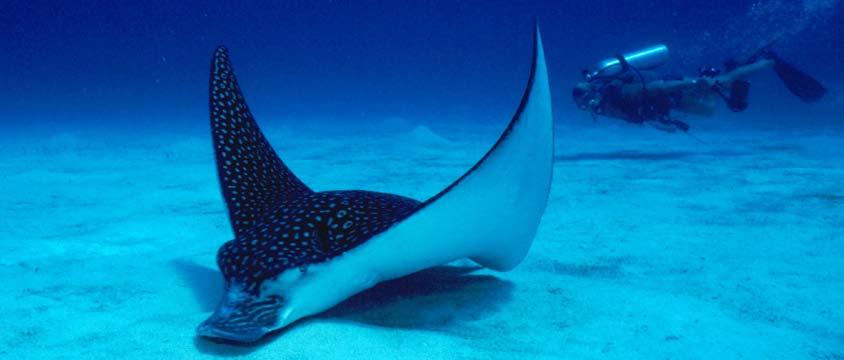 Rays such as this southern stingray are close relatives of sharks.