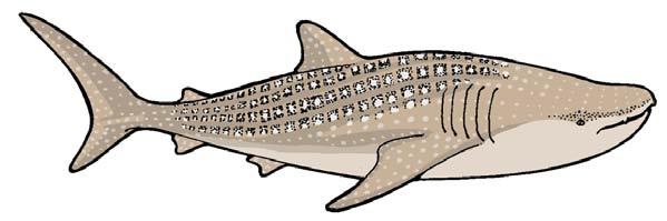 great white shark whale shark pale catshark Size variation in sharks and comparison with human Description Sharks come