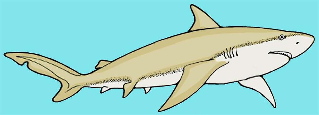 Sharks have pointed noses and long, thin bodies that let them swim very fast.