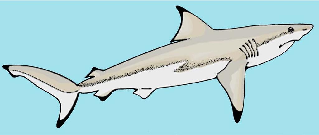 dorsal fin tail fin pectoral fin Sharks swim by swinging their tails from side to side.