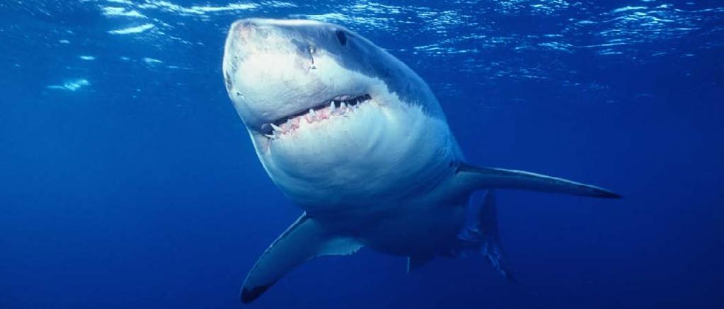 Great white shark Most sharks eat fish. Large sharks eat sea lions, dolphins, and other sharks.