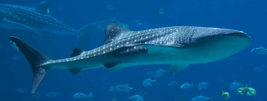 11 Whale sharks are the biggest fish alive today. Some sharks eat shellfish.