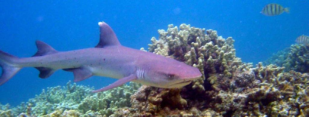 Few pups live long enough to become adult sharks. 13 Whitetip reef sharks are normally not dangerous to humans. Do You Know?