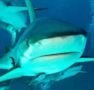 Sharks There are more than 500 different species of shark, including the great white shark, grey reef shark, hammerhead shark and tiger shark. Where do they live? Sharks can be found in every ocean.