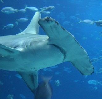 Some types of shark can be deadly, but only about 12 species have ever attacked humans. What sharks eat depends on its species and where it is.
