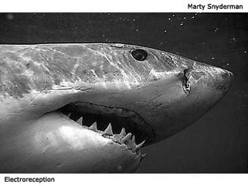 Ø Sharks have a conveyor belt of multiple rows of teeth They swing into place as old teeth wear out and