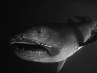 Megamouth sharks can reach 6 meters (20 feet). All three are filter feeders - consume plankton and small fish.