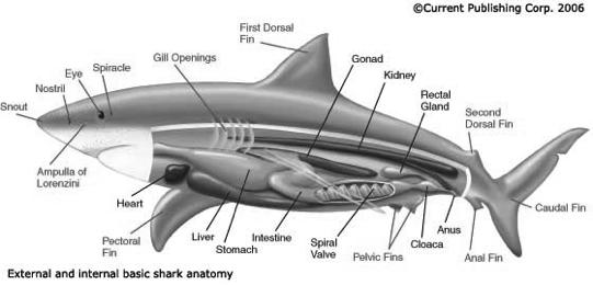Basic Shark Anatomy Most sharks have long slender bodies: use