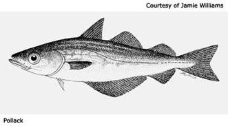 Bony Fish (superclass Osteichthyes) How are bony fish different from sharks?