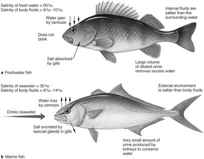 Successful Fishes Quickly Adapt to Their