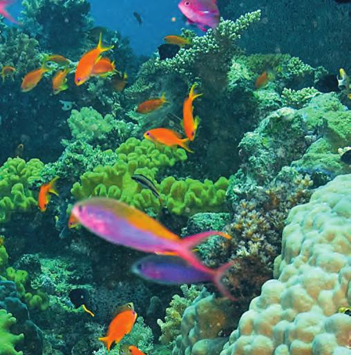 A reef in danger The Great Barrier Reef is in danger, and