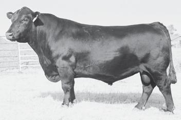 heifers Bred heifers come with full 45 day guarantee from sale date (best in the VPAH+ Program) Your choice money back or heifer replacement (details in sale catalog) Offering 85+ Virginia Premium