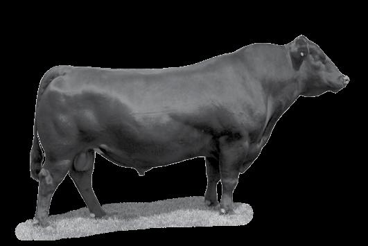 40*+25* +51* +.53 +.54* +81.58* +160.62* True to his sire s billing, C55 is a big testicled, heavy muscled calving ease prospect who also ranks in the top 1% of the breed for WW and YW.