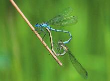 However, if the term dragonfly is used in a general statement, it refers to both dragonflies and damselflies.