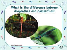 When people talk about dragonflies they often mean dragonflies and damselflies, but they are actually different