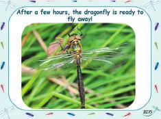 21 27 Notes: the emergence of a Northern Emerald (dragonfly).
