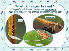 middle: damselfly larva eating worm.