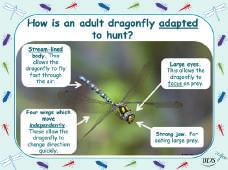 Notes: experiments have been carried out using dragonfly larvae to eat mosquito larvae in