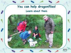 school projects, create dragonfly posters and artwork or carry out