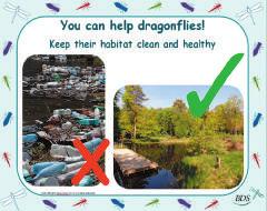 57 63 Notes: pollution removes the four main resources a dragonfly