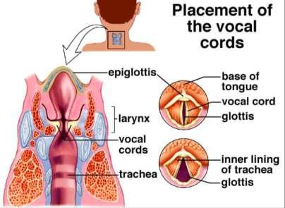 Larger voice box in males produces a deeper sound Inflammation Laryngitis may result Lined with ciliated cells that produce mucus.