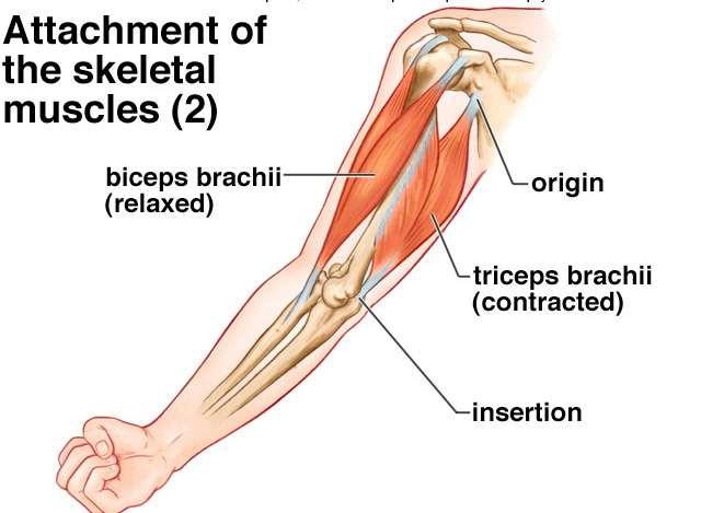 Origin Place where the muscle attaches to a stationary