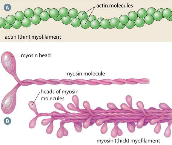 Each myofilament is composed of different contractile proteins Both types overlap to produce a striated (striped) appearance Muscle fibres