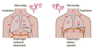 Inhalation Diaphragm contracts External intercostal muscles move slightly downward