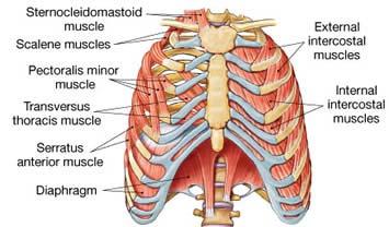 include sternocleidomastoid lifts sternum upward Scalene elevates ribs 1 & 2