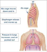Intercostals relax Ribs fall inward Chest cavity decreases in size Pressure in