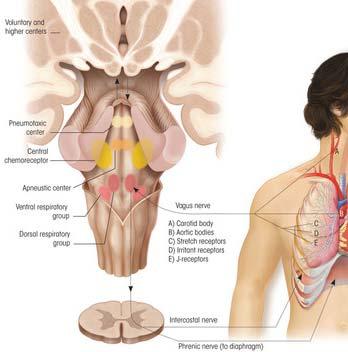 centers Four centers in the brainstem: Dorsal respiratory
