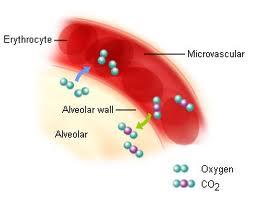 blood Less oxygen delivered to cells Result-cellular hypoxia Gas exchange in the lungs Gas diffuses