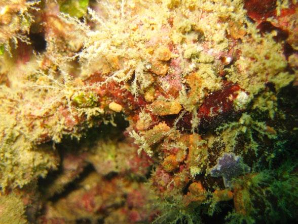 115 Observation of mass recruitment of juvenile dendrochirotids on coral reefs of Sulawesi, Indonesia Syafyudin Yusuf 1 and Ambo Tuwo 1 Observation Location and method: Westward fringing reef of
