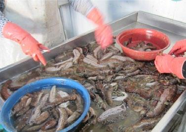 32 Sea cucumbers are transferred live from the sea water to the processing plant, where they are first eviscerated by
