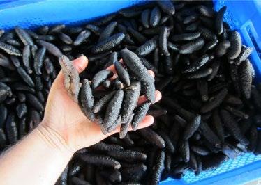 After evisceration, the sea cucumbers are washed with cold water and then boiled under pressure at 100 C for 20