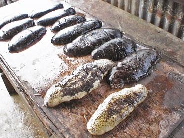 Divers hold harvested sea cucumbers in a porous cotton or polyester sack and, because of their relatively high value, both species are held separately from other species that are harvested from the